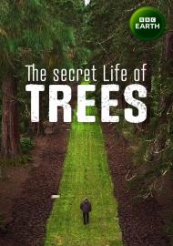 樹的祕密世界