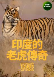 印度的老虎傳奇