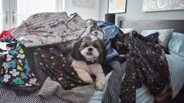 狗狗幫大忙 第一季 線上看