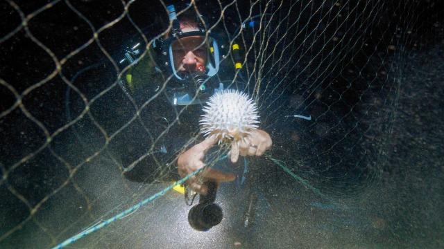 全球動物冒險王 第七季 線上看