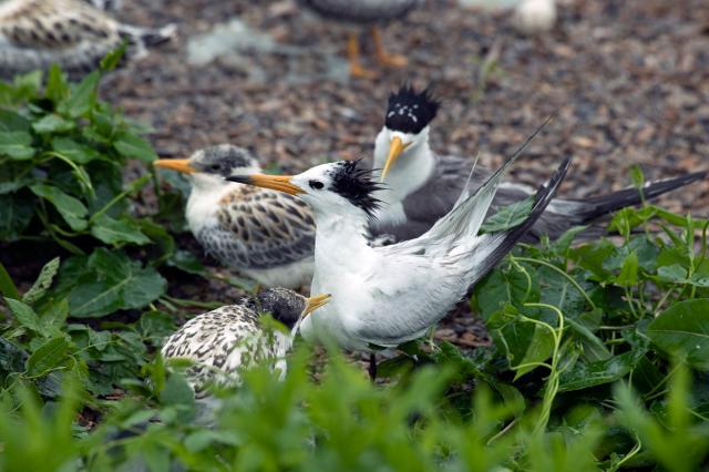 尋找神話之鳥劇照 4