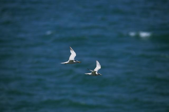 尋找神話之鳥預告片 01