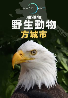 野生動物方城市