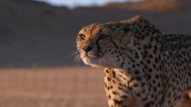 納米比亞野生動物保護區 第7集