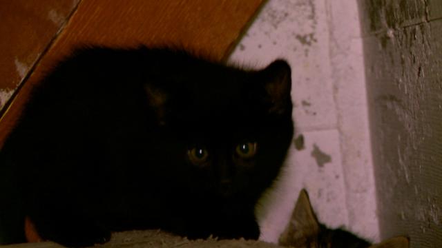 貓咪救援隊 第一季 第2集