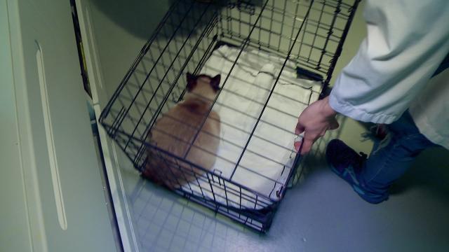 貓咪救援隊 第一季 第3集