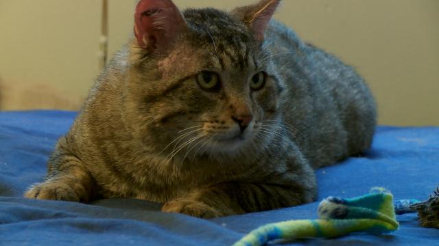 貓咪救援隊 第一季 第5集