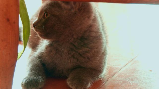 貓咪救援隊 第一季 第7集