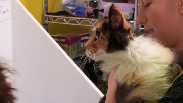 貓咪救援隊 第一季 第8集