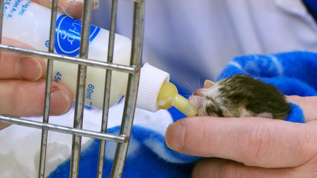 貓咪救援隊 第一季 第10集