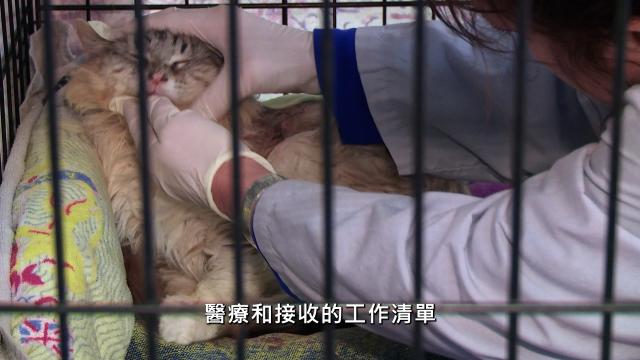 貓咪救援隊 第一季 第11集