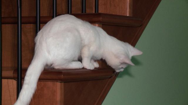 貓咪救援隊 第一季 第12集