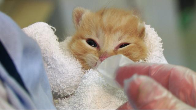 貓咪救援隊 第一季 第14集