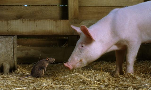 夏綠蒂的網預告片 01