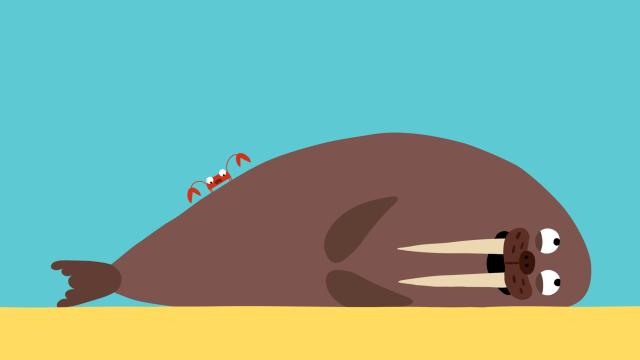 動物哇哈哈 第23集 螃蟹的靈活鉗