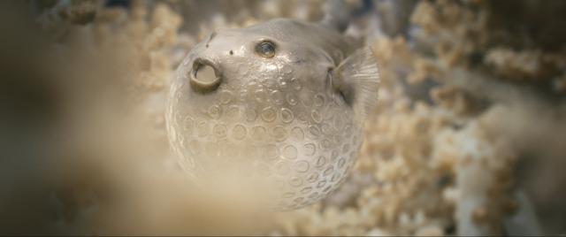 美麗的海底世界