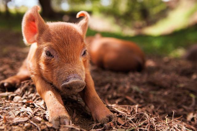 我家有個開心農場預告片 01