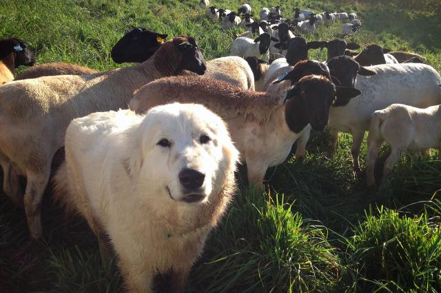 我家有個開心農場