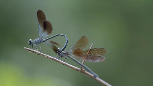 武夷山．我們的國家公園 線上看