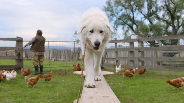 靈犬出任務劇照 4