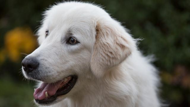 靈犬出任務劇照 3