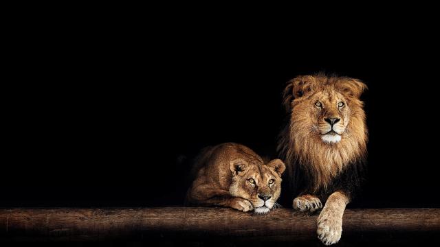 大貓國度 第一季劇照 1