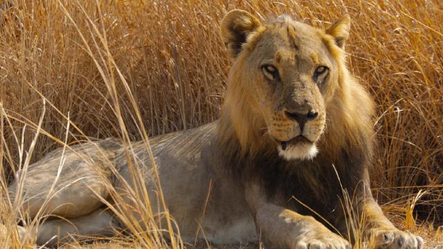 大貓國度 第一季劇照 4