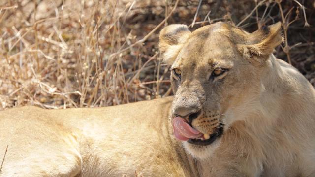大貓國度 第一季劇照 2