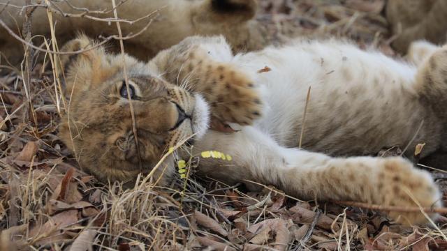 大貓國度 第一季劇照 3