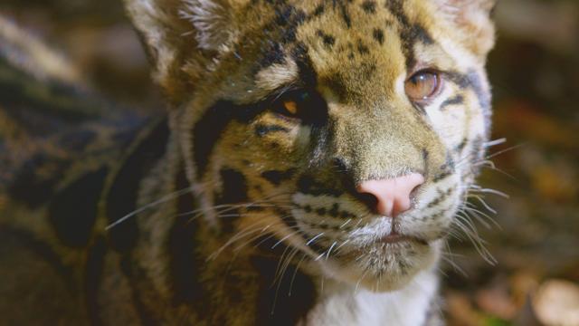 動物小兒科劇照 1