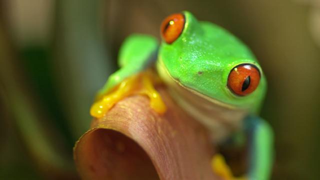 進化的奧秘 第一季 第4集