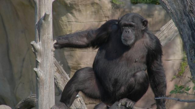 進化的奧秘 第一季 第5集