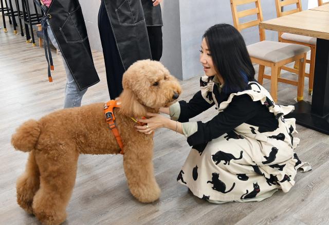 哈囉！毛小孩劇照 5