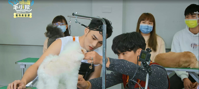 哈囉！毛小孩 線上看