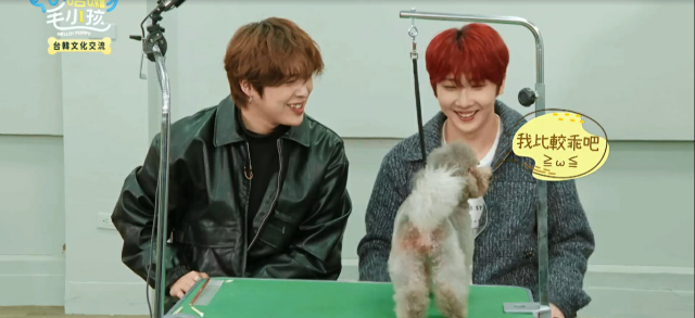 哈囉！毛小孩 線上看