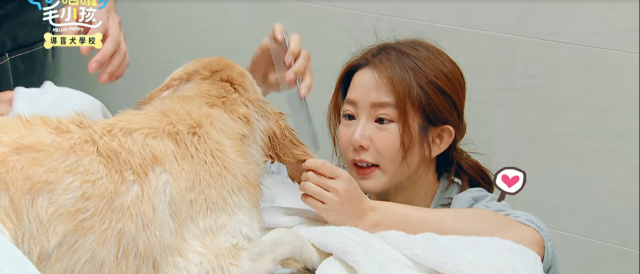 哈囉！毛小孩 線上看