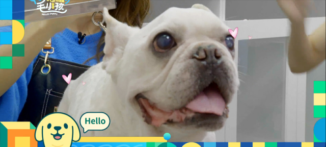 這隻哈士奇一點都不二哈！折騰瑤瑤弄濕身！《哈囉！毛小孩》精華片段 線上看