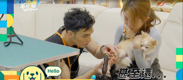 這隻哈士奇一點都不二哈！折騰瑤瑤弄濕身！《哈囉！毛小孩》精華片段 線上看