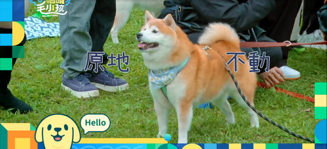 這隻哈士奇一點都不二哈！折騰瑤瑤弄濕身！《哈囉！毛小孩》精華片段 線上看