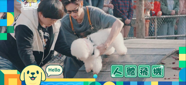 這隻哈士奇一點都不二哈！折騰瑤瑤弄濕身！《哈囉！毛小孩》精華片段 線上看