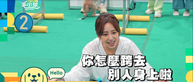 這隻哈士奇一點都不二哈！折騰瑤瑤弄濕身！《哈囉！毛小孩》精華片段 線上看