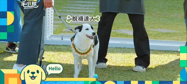 這隻哈士奇一點都不二哈！折騰瑤瑤弄濕身！《哈囉！毛小孩》精華片段 線上看