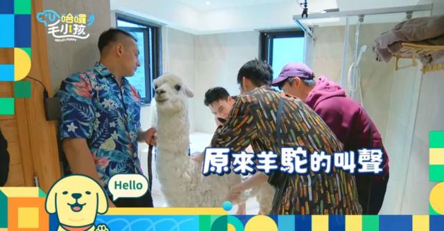 這隻哈士奇一點都不二哈！折騰瑤瑤弄濕身！《哈囉！毛小孩》精華片段 線上看