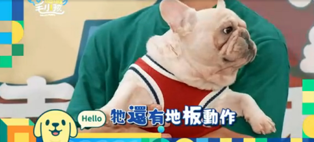 這隻哈士奇一點都不二哈！折騰瑤瑤弄濕身！《哈囉！毛小孩》精華片段 線上看