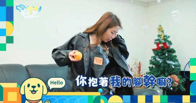 這隻哈士奇一點都不二哈！折騰瑤瑤弄濕身！《哈囉！毛小孩》精華片段 線上看