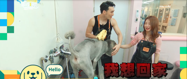 這隻哈士奇一點都不二哈！折騰瑤瑤弄濕身！《哈囉！毛小孩》精華片段 線上看