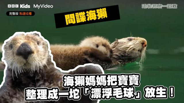 動物秘密一籮筐 第一季 線上看