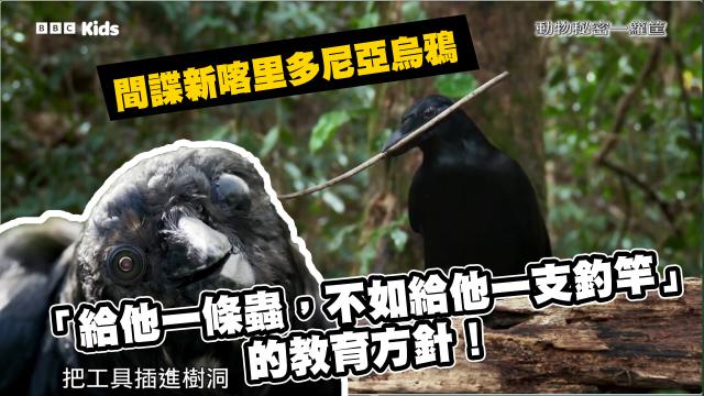 動物秘密一籮筐 第一季 線上看
