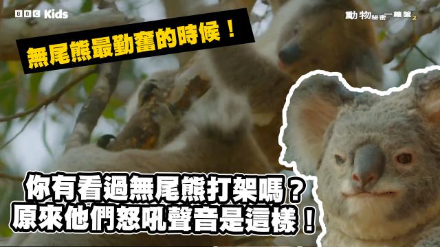動物秘密一籮筐 第一季 線上看
