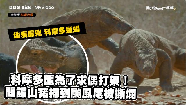 動物秘密一籮筐 第一季 線上看